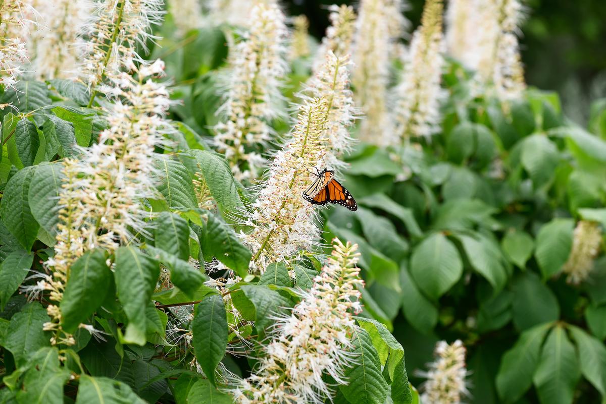 Layered plantings of trees, shrubs, and perennials provide shelter, nesting sites, and natural food sources for a wide variety of bird species. (Lana B/Shutterstock)