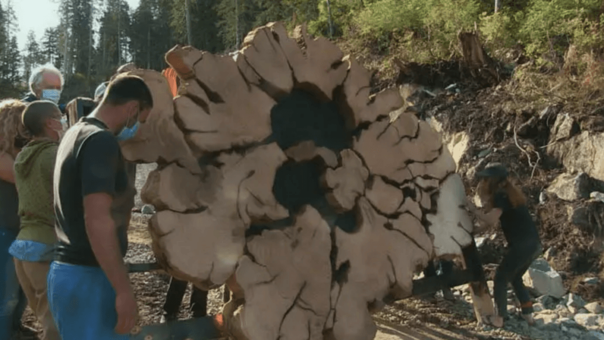 Fairy Creek protesters set up a massive crosscut slab of tree trunk as a blockade for forestry workers in "Fairy Creek." (Understory Films)