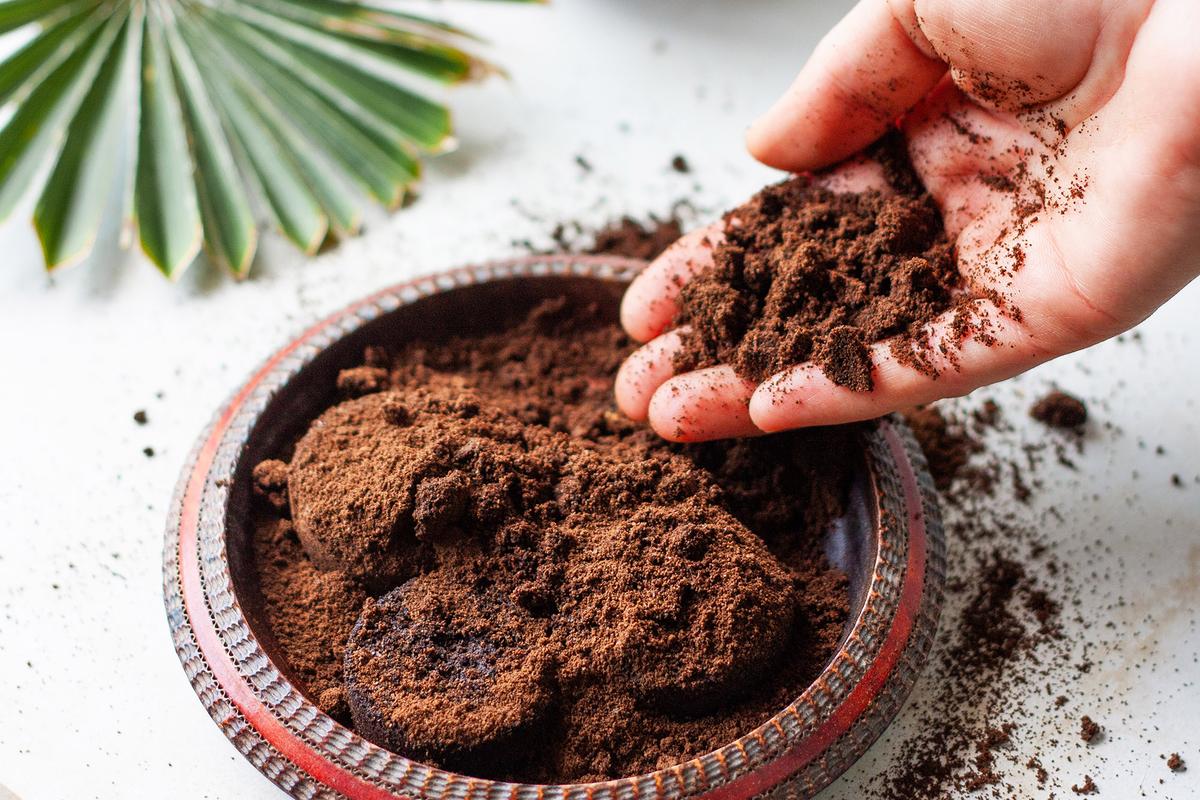 Coffee grounds can be used to repel insects while also fertilizing houseplants. (Caterina Trimarchi/Shutterstock)