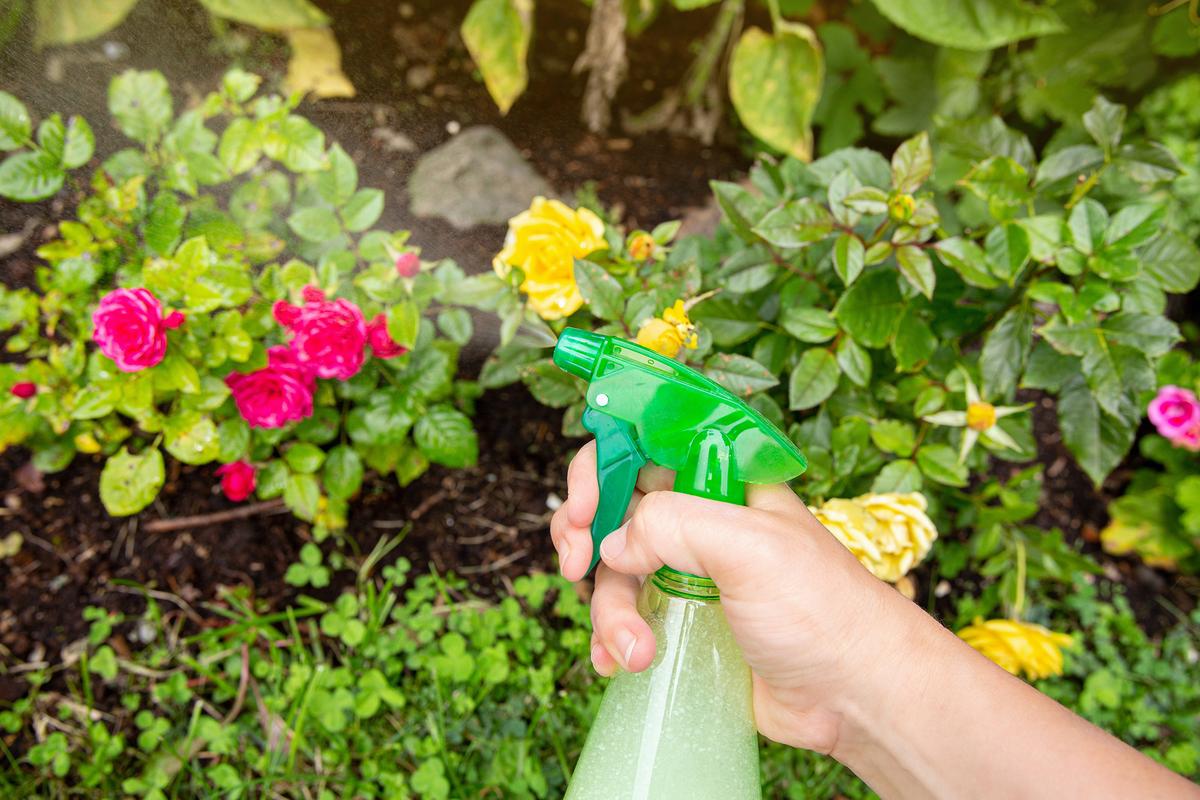 Some homemade repellents can be sprayed directly on plants to protect them from insects. (FotoHelin/Shutterstock)