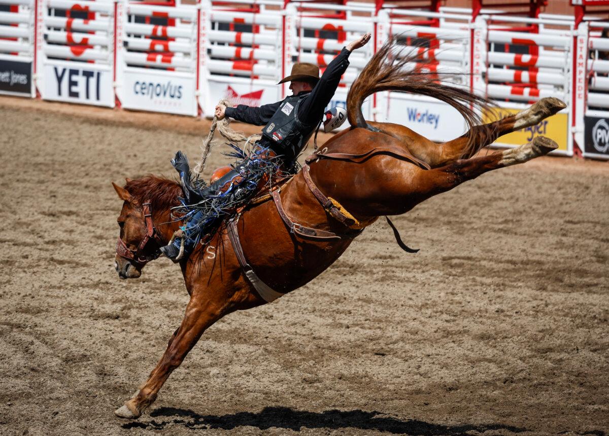Saddle bronc rodeo action at the Calgary Stampede on July 8, 2022. (The Canadian Press/Jeff McIntosh)