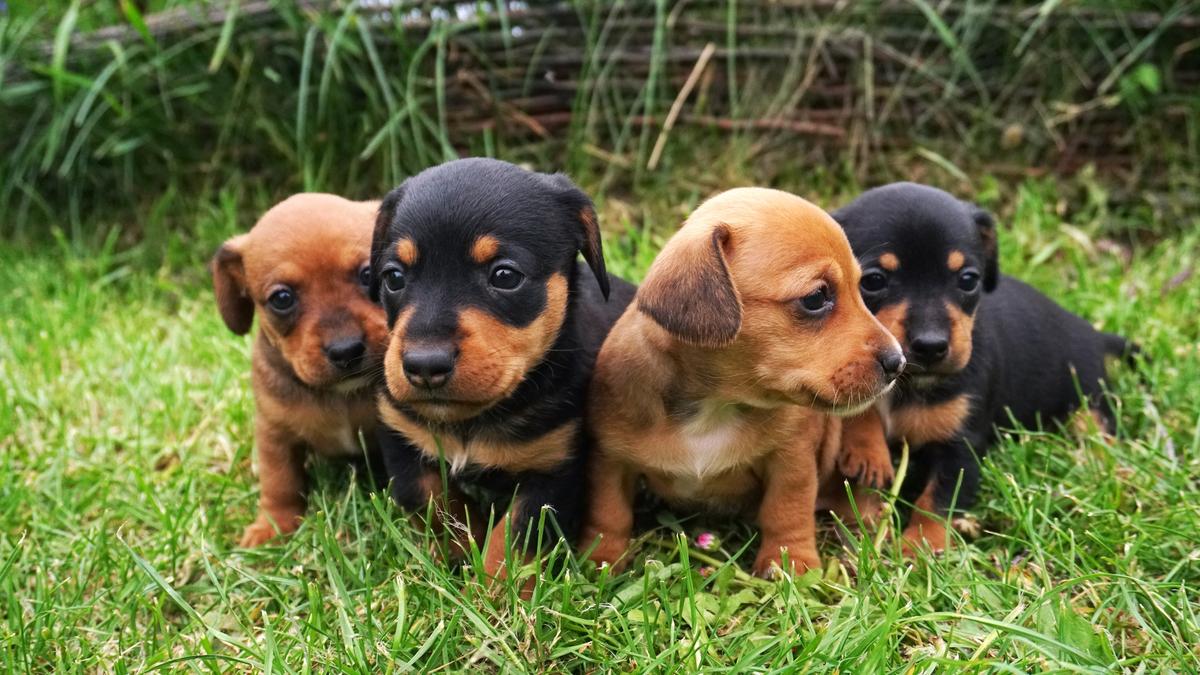 Young Dog’s Skin Mass May Disappear Without Treatment