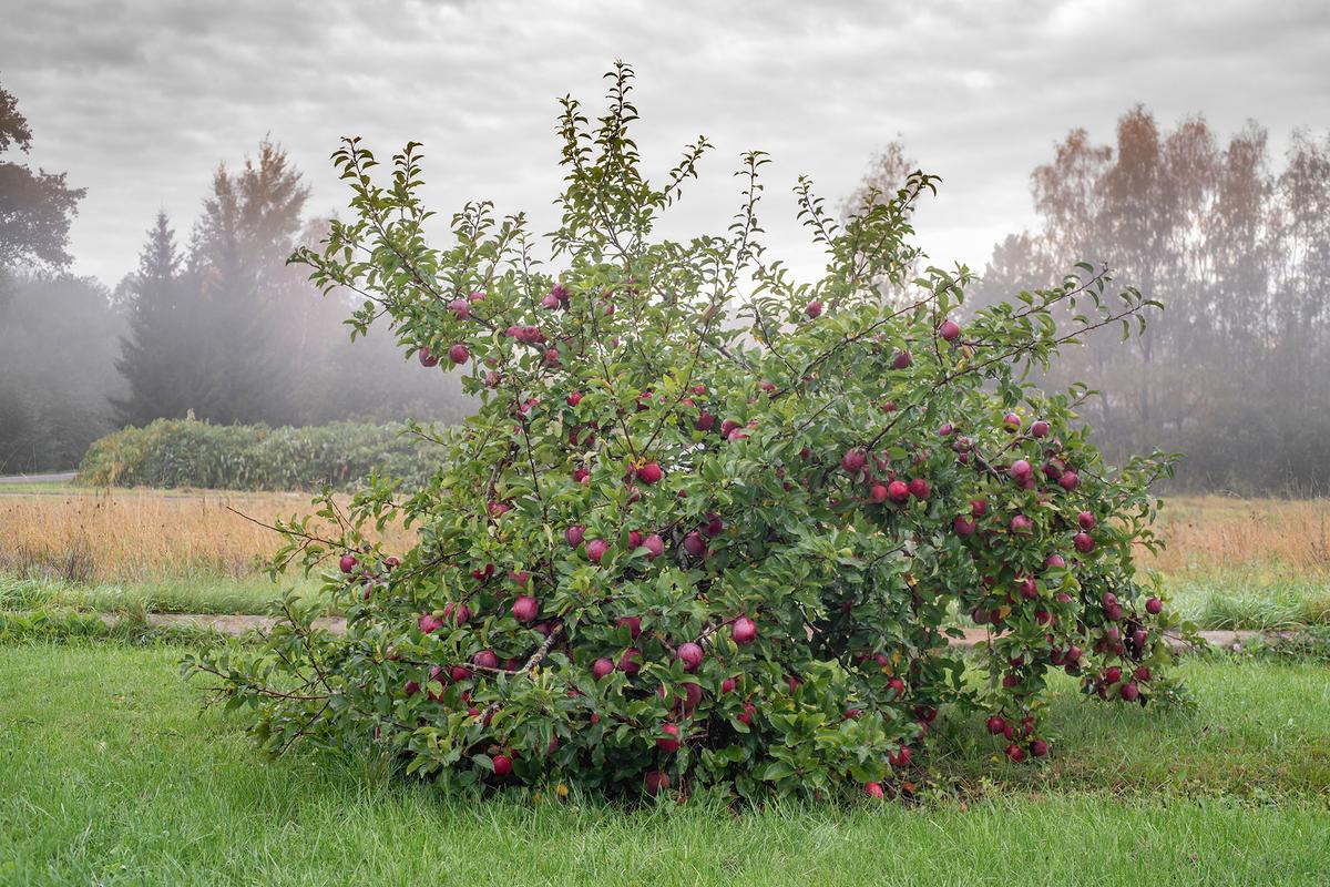 The semi-dwarf Arkansas black produces dark, crisp apples. (Algirdas Gelazius/Shutterstock)