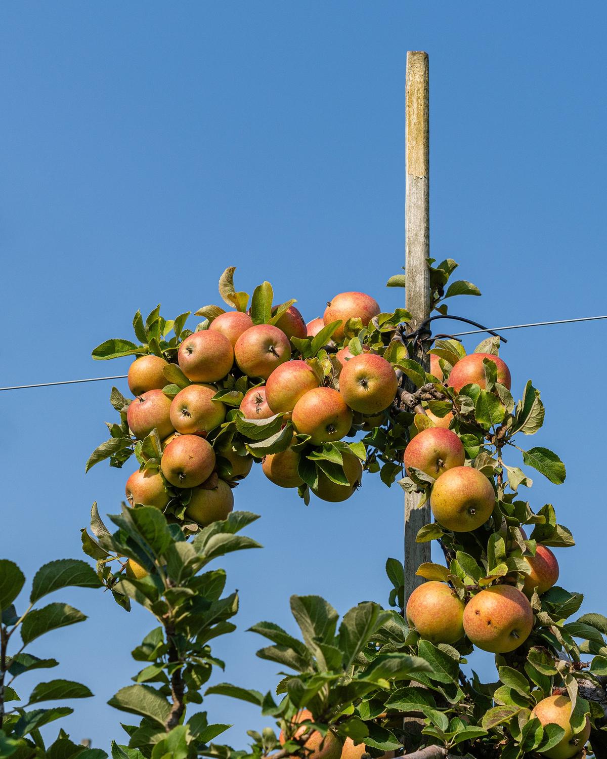 Gravenstein is one of the more popular varieties on the West Coast. (Oleg Mayorov/Shutterstock)
