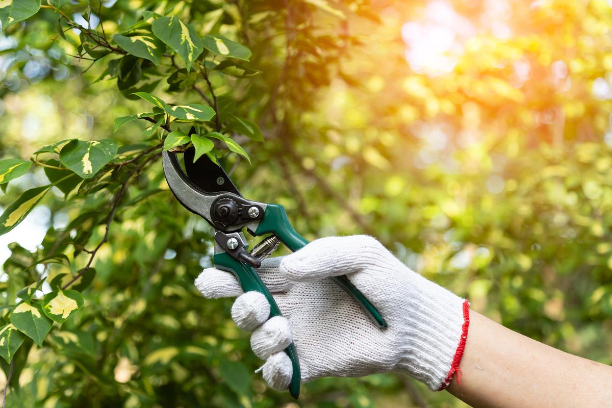 Pruning should be on the conservative side. (JC_STOCKER/Shutterstock)