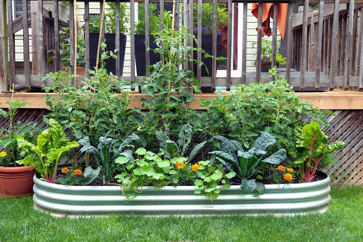 Combining flowers, herbs, and vegetables with tomatoes mimics natural ecosystems and strengthens the garden’s resilience. (Joanne Dale/Shutterstock)
