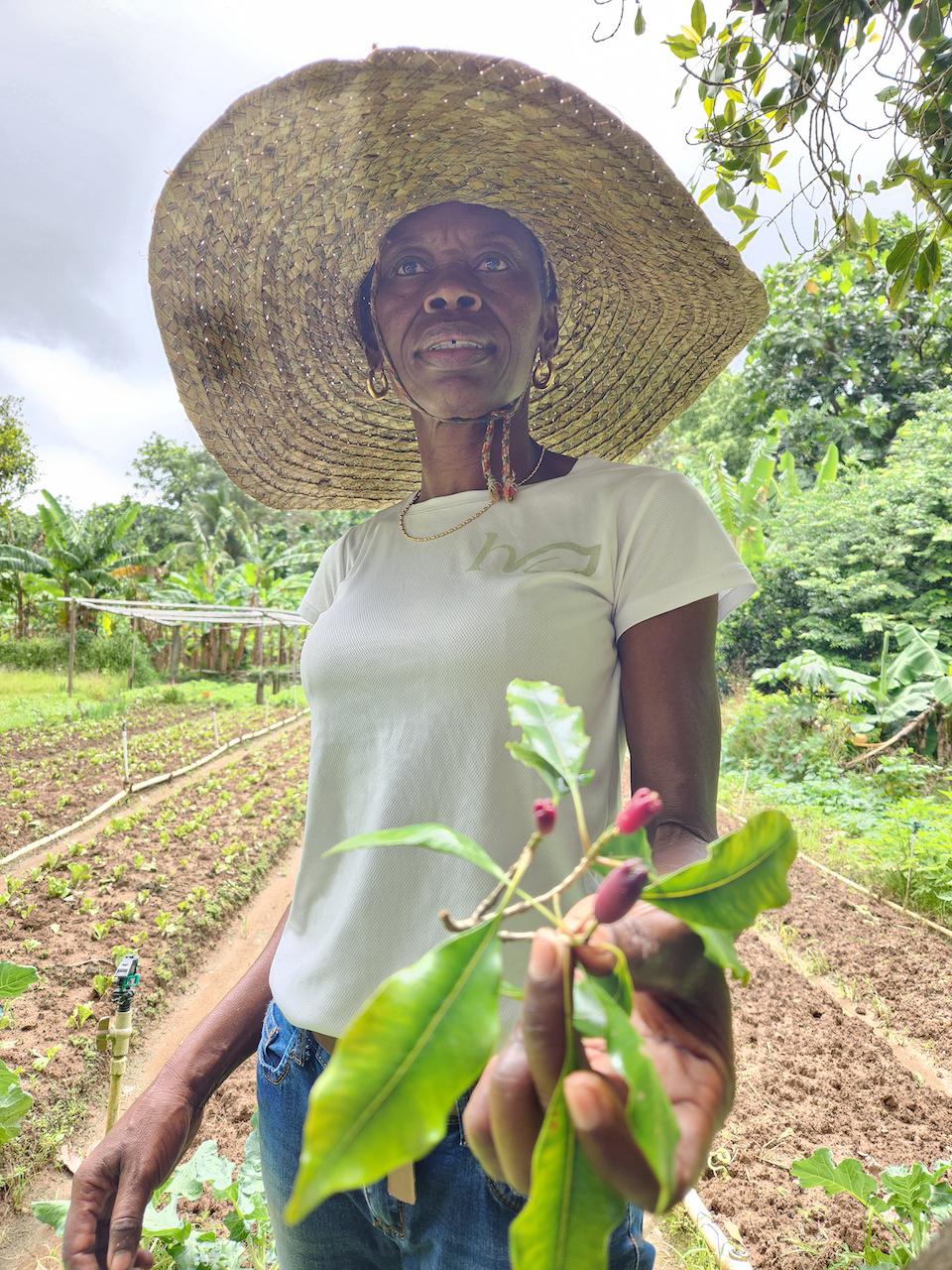A St. Lucia farmer leads an agriculture tour featuring food grown on her family's property. (Myscha Theriault/TNS)