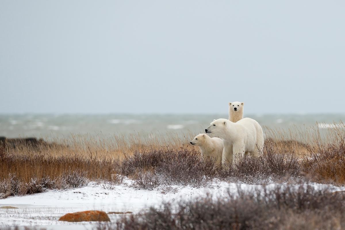 October and November are the best months to see polar bears migrating through Churchill, in Canada’s Manitoba province. (Marco Pozzi Photographer/Getty Images)