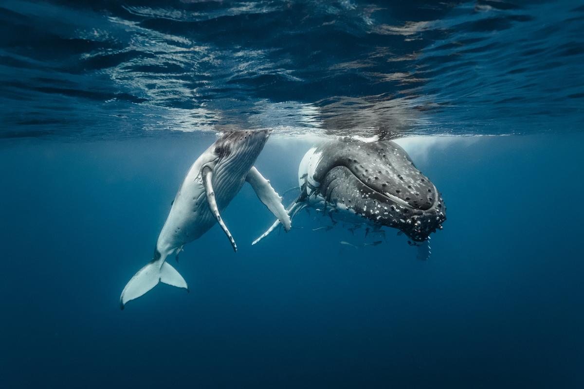 Humpback whales and their calves migrate together between breeding and feeding grounds, often traveling thousands of miles. (Michael Smith ITWP/Shutterstock)