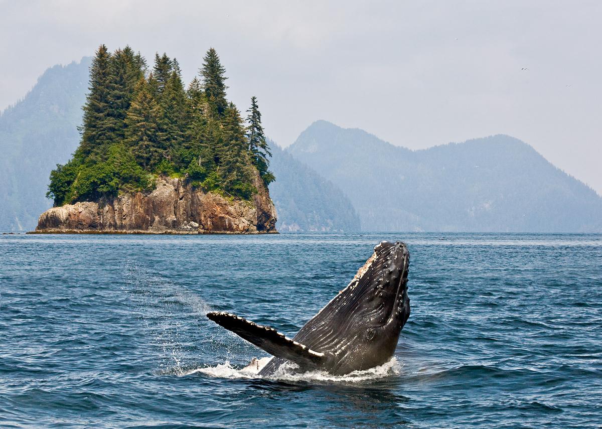 Humpback whales often breach in mating season, sometimes leaping completely out of the water. (Alexey Suloev/Shutterstock)