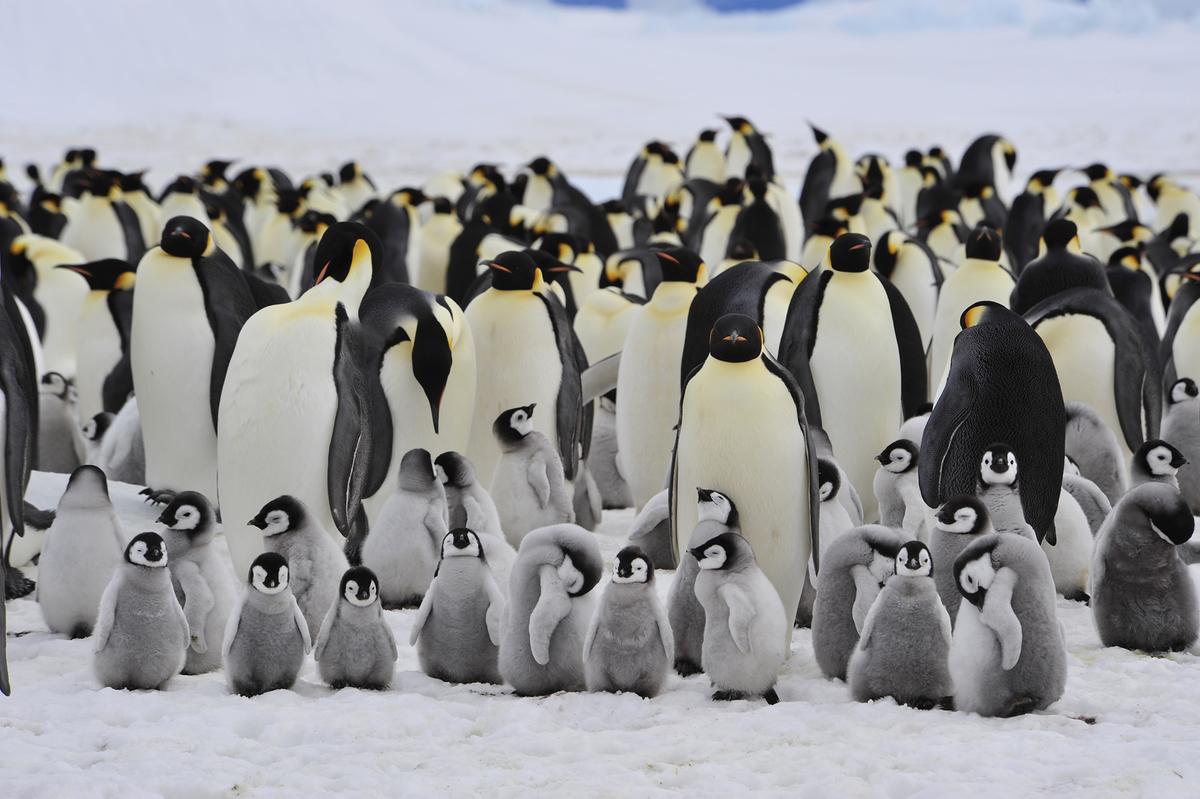 Penguins come ashore every year to breed, incubate and hatch eggs, and molt. (vladsilver/Shutterstock)
