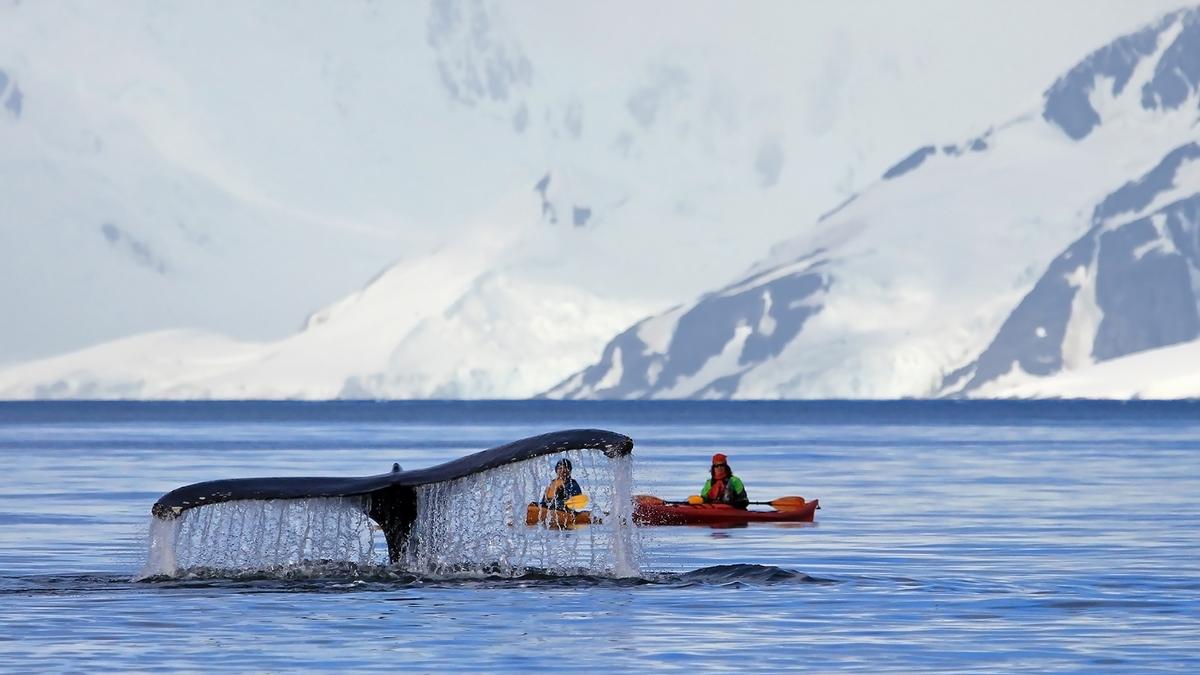 Kayakers watch as a humpback whale dives off the Antarctic Peninsula in Antarctica. (reisegraf.ch/Shutterstock)