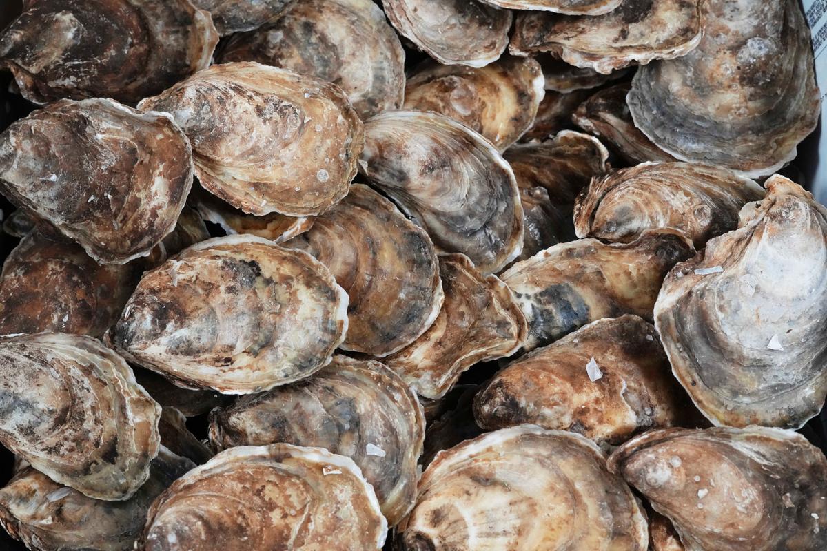 CFIA Detects First Cases of Dermo in PEI, Quebec Oysters