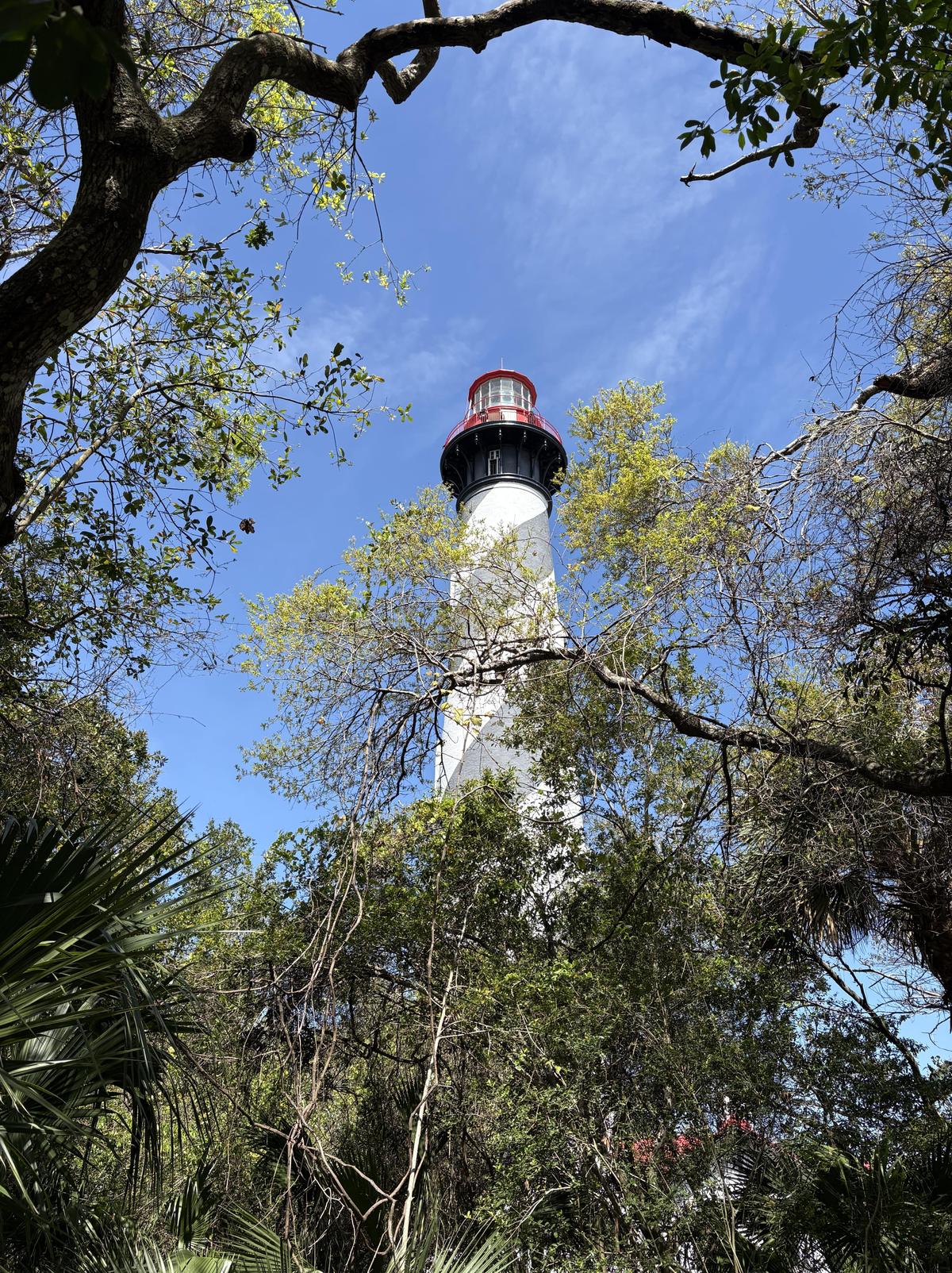 The St. Augustine lighthouse is visible through the town's verdant trees. (Deena Bouknight)