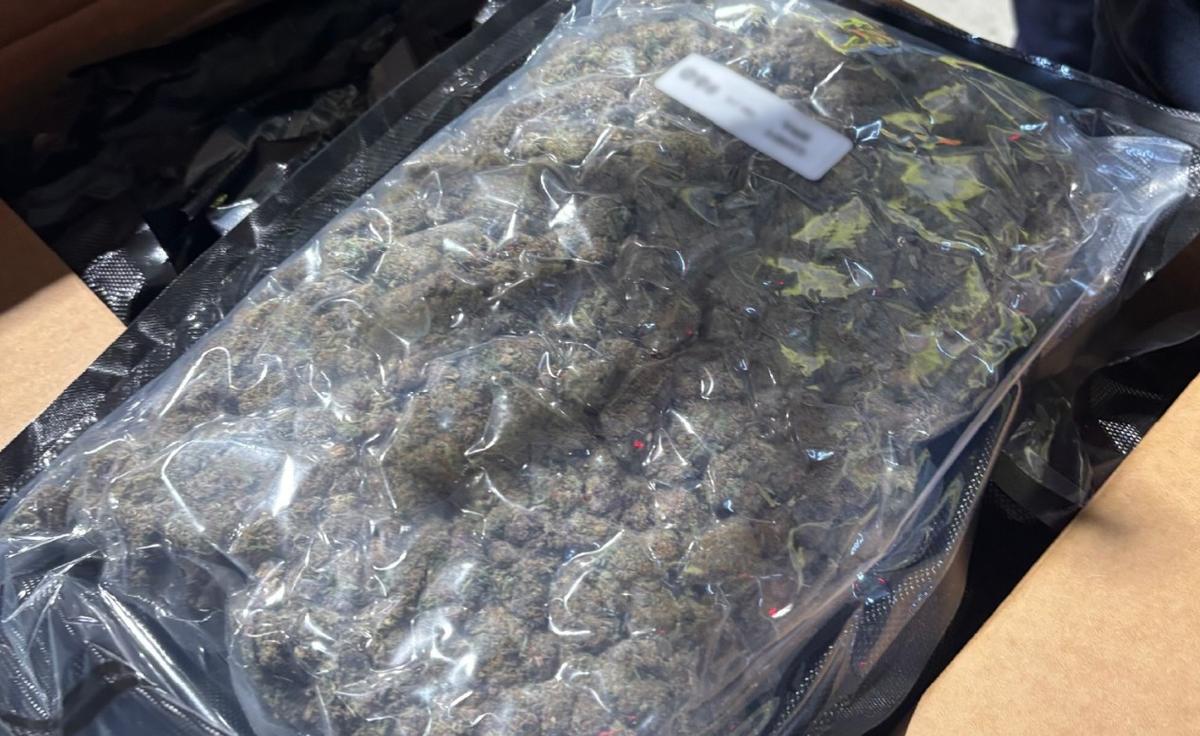A close-up image of a vacuum-sealed package of cannabis in a cardboard box removed from a shipping container. A total of 396 boxes were removed, opened, and seized by CBSA officers at the Saint John Container Examination Facility in May 2025. (CBSA photo)