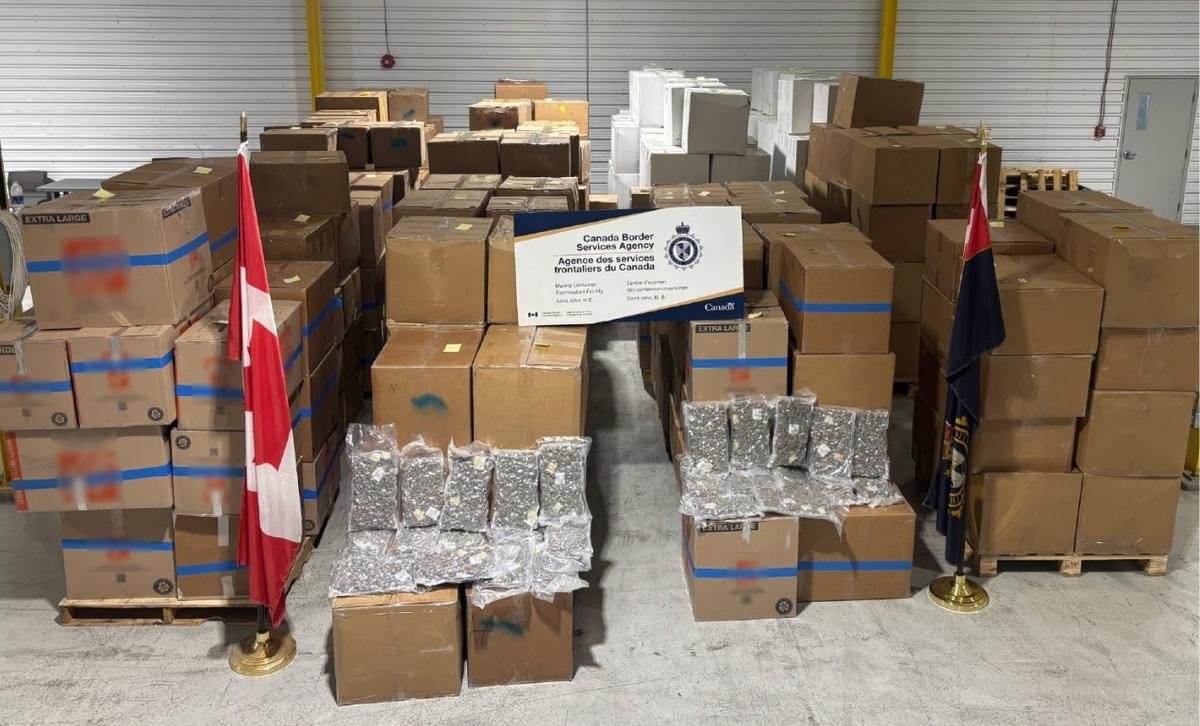 Border Officers Seize $50M in Contraband Cannabis Destined for UK