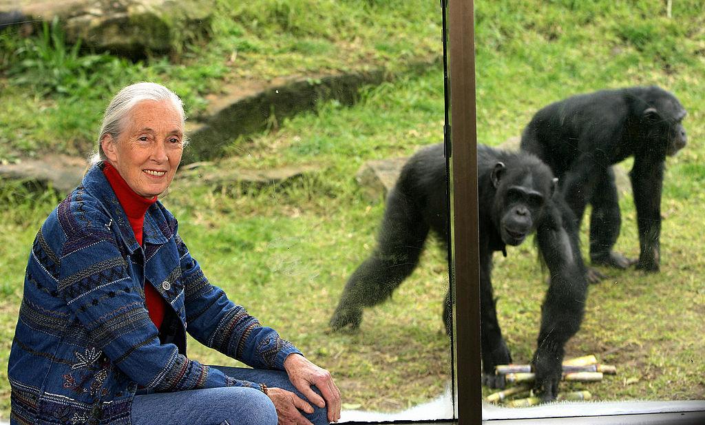 World-renowned primatologist and chimpanzee expert Jane Goodall visits Sydney's Taronga Zoo to observe an extended family of 19 chimpanzees, on July 14, 2006. (Greg Wood/AFP via Getty Images)