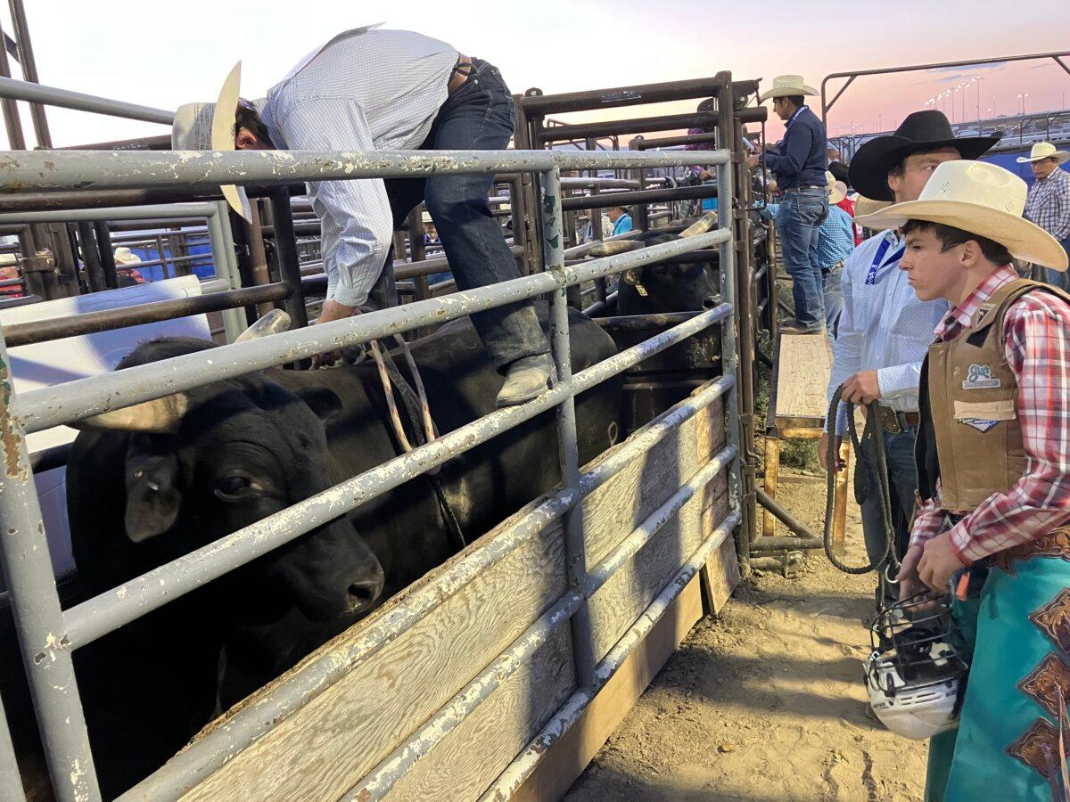 Jock Maxwell eyes the bull before his ride. (John Haughey/The Epoch Times)