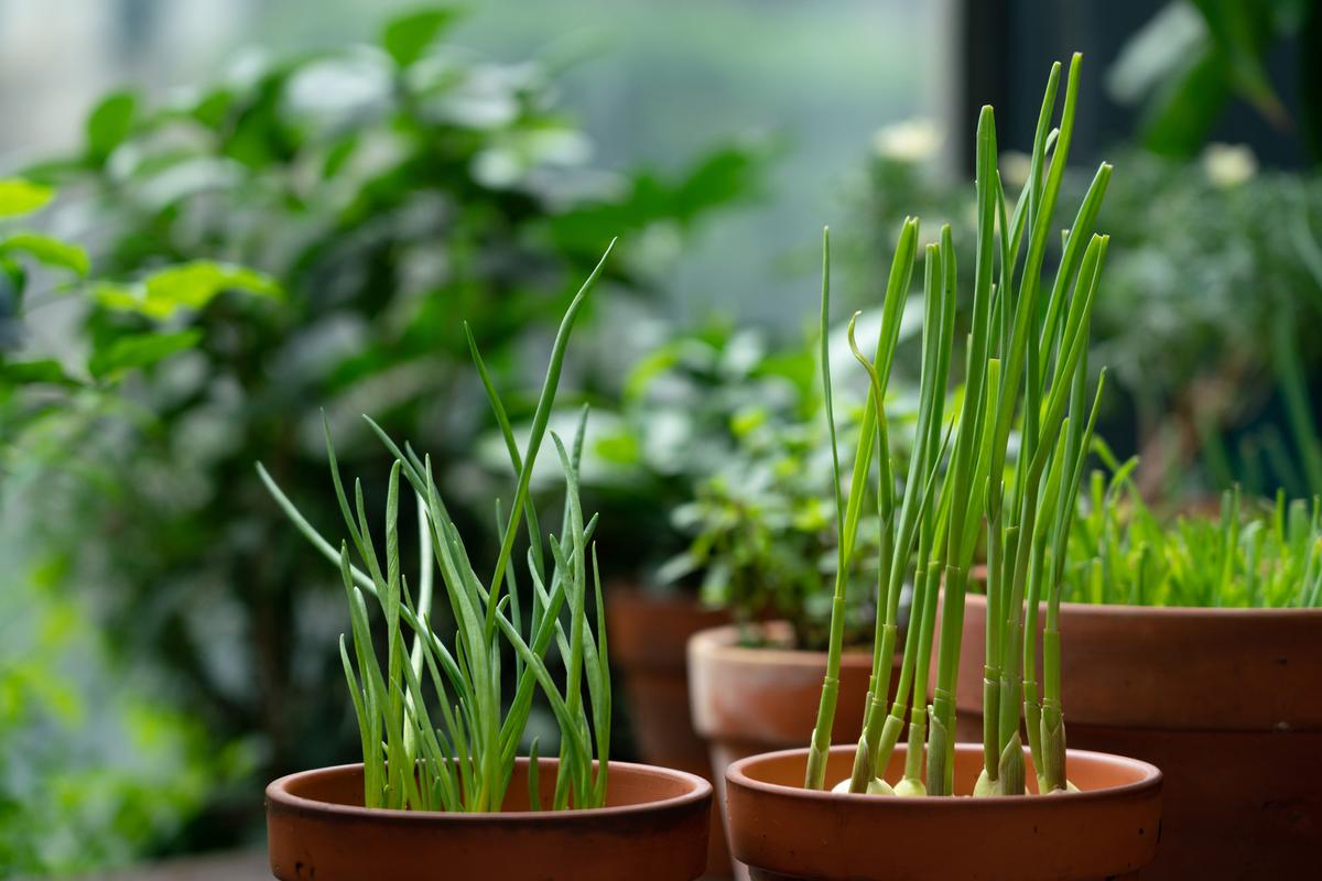 Green onions can begin resprouting within 24 hours when placed in water. (Xiuxia Huang/Getty Images)