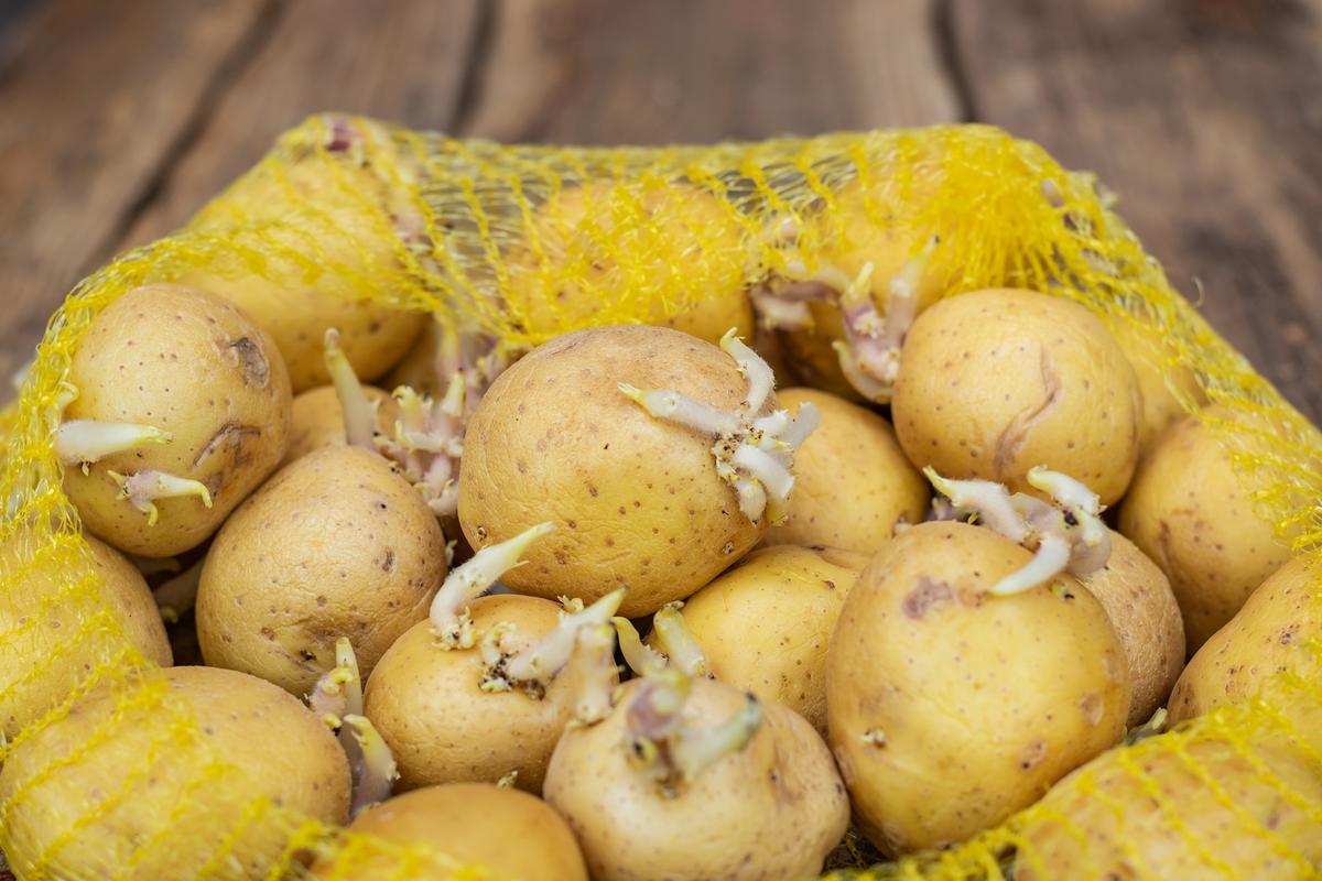 Potatoes can sprout on their own in a cool, well-lit place and be ready for planting in a few weeks. (Beata Haliw/Getty Images)