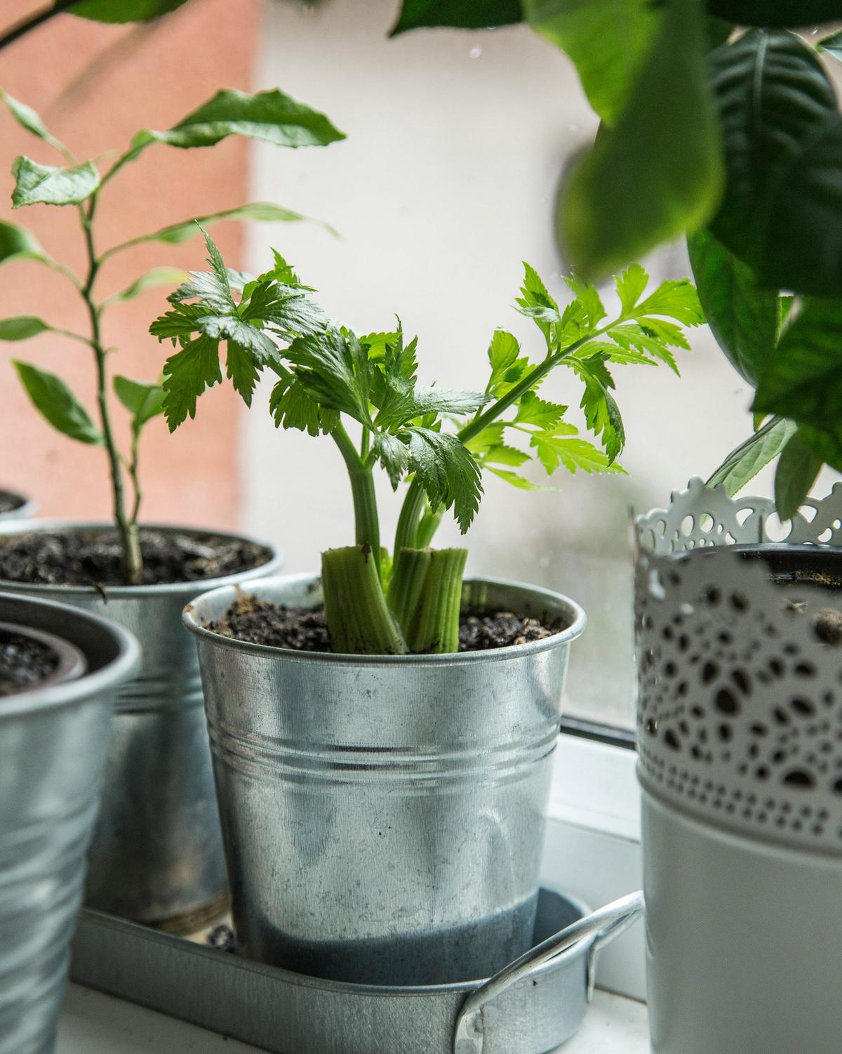 Celery can be regrown with only the root base. (Milada Vigerova/Pexels)
