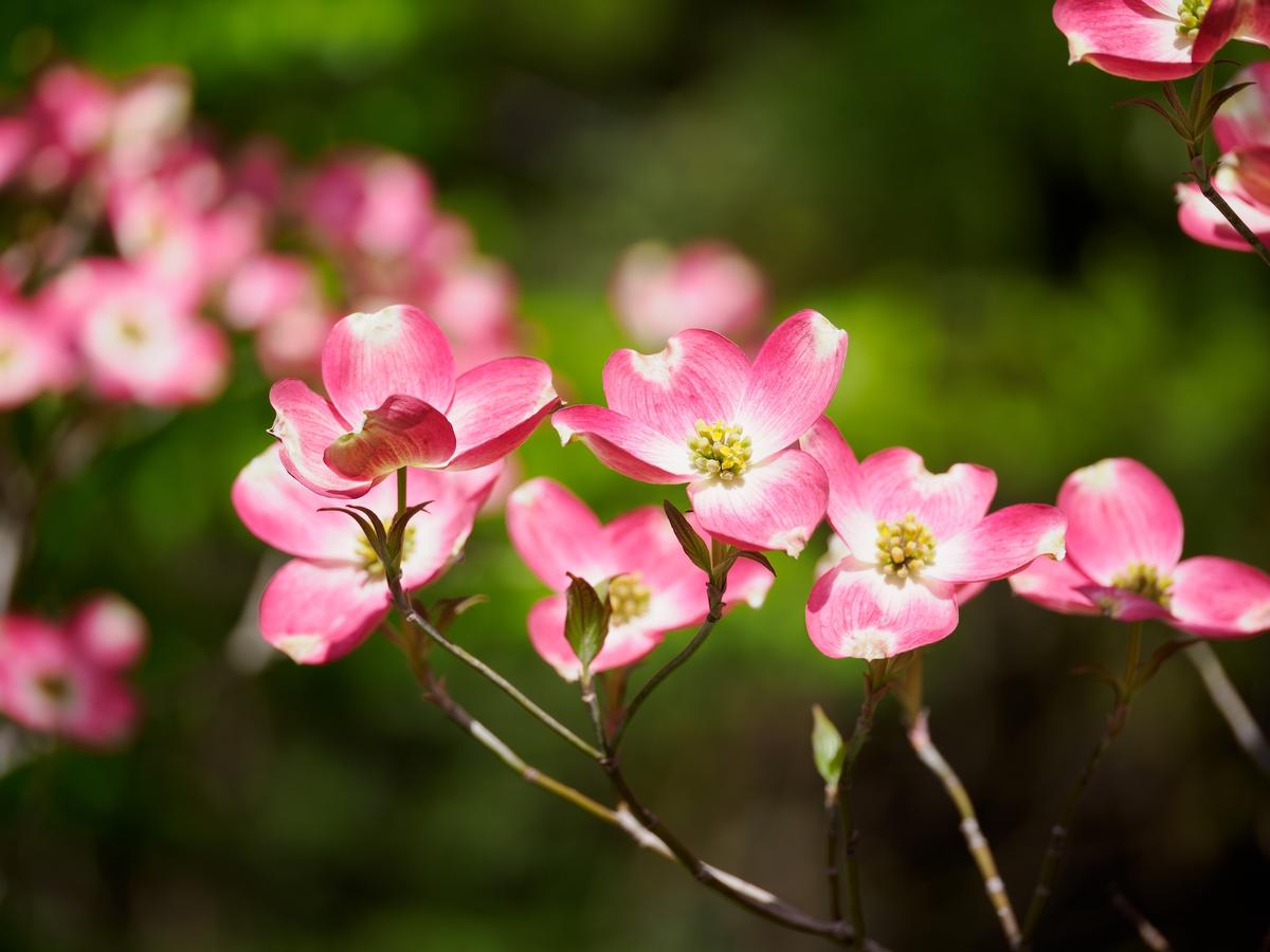 Dogwoods, Moss, and Mildew