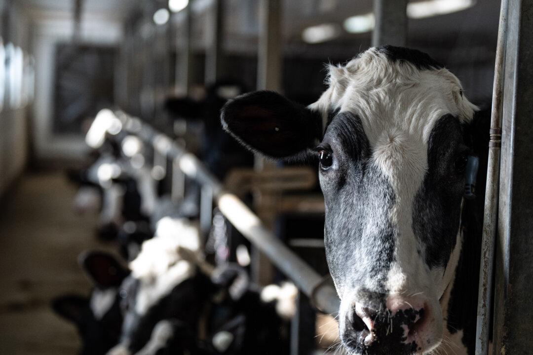 Supply Management Policies Cost Canadians $244 per Year, Study Finds