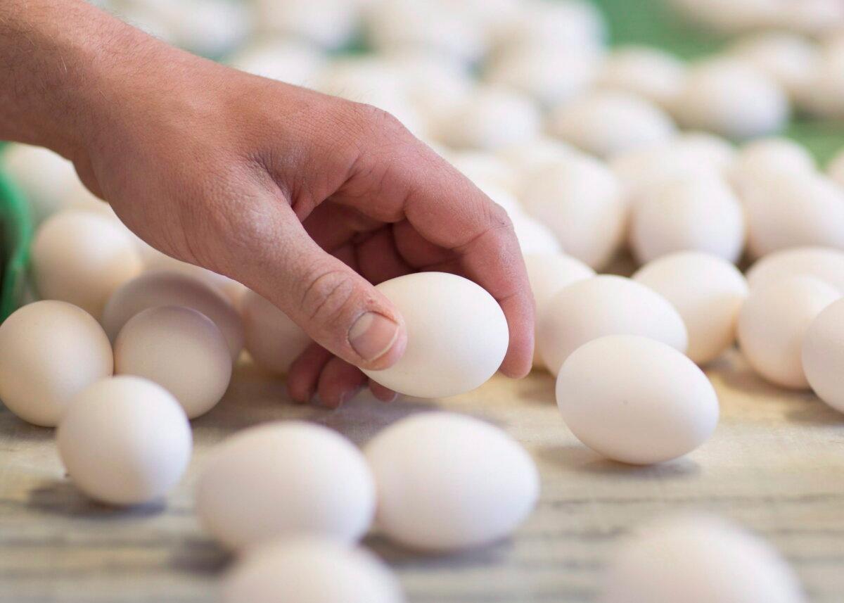 Eggs are sorted as they exit the hen barn at a farm in West Lincoln, Ont., in a file photo. (The Canadian PressS/Peter Power)