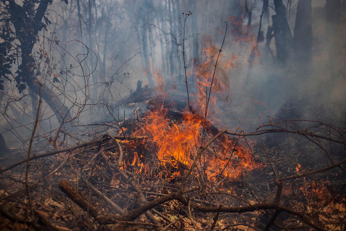 Institutional Deadwood Is Combustible