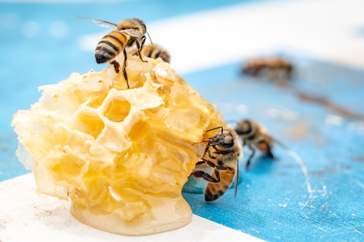 First Lady Melania Trump Unveils Miniature White House Shaped Beehive