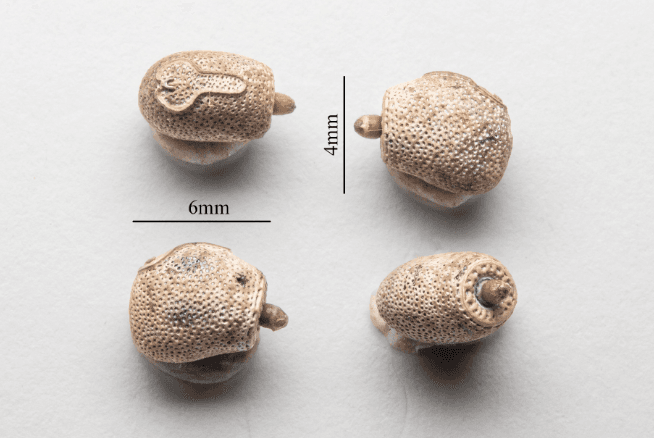 The unique eggs of Acrophylla alta. (Courtesy of Angus Emmott/James Cook University)
