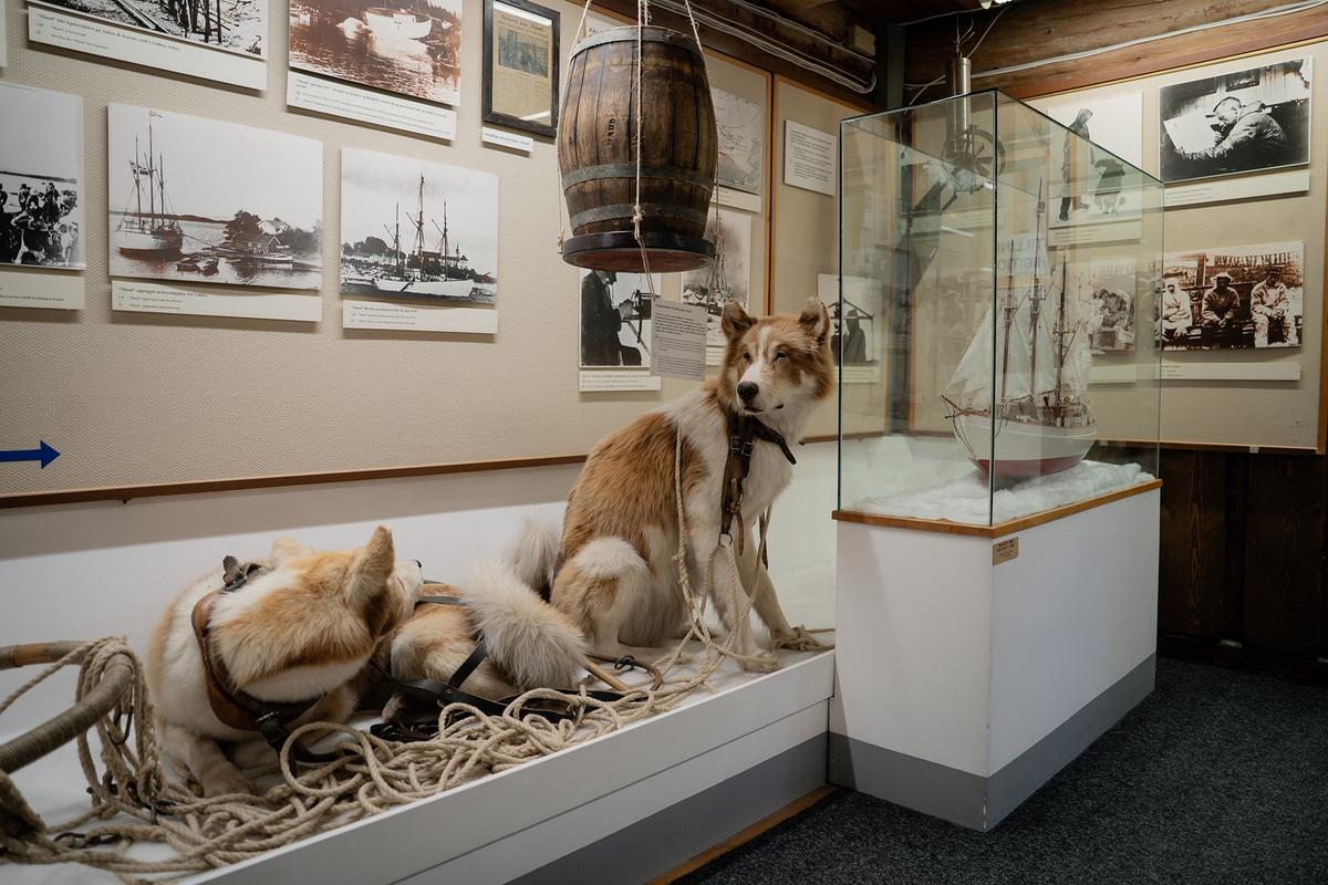 Two of the expedition sled dogs are on display at the Polar Museum. (kasakphoto/Shutterstock)