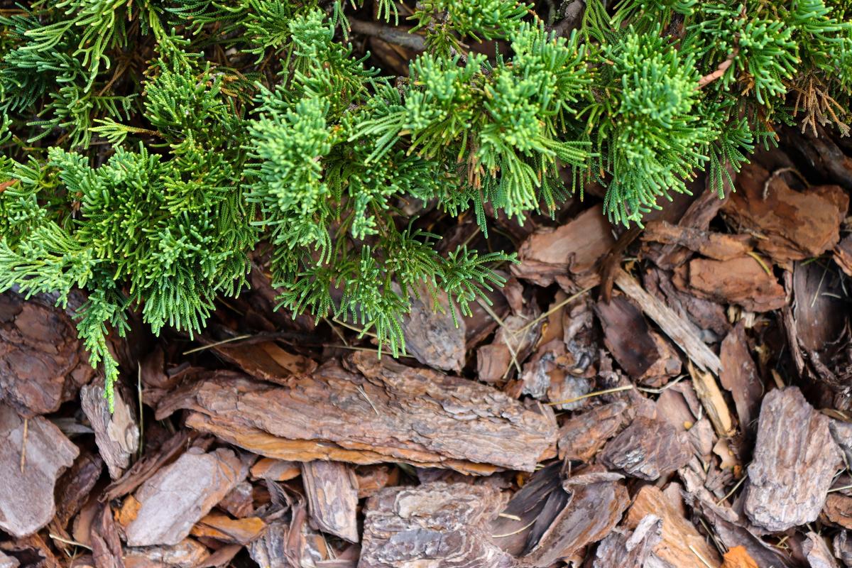 Juniper Tip Blight