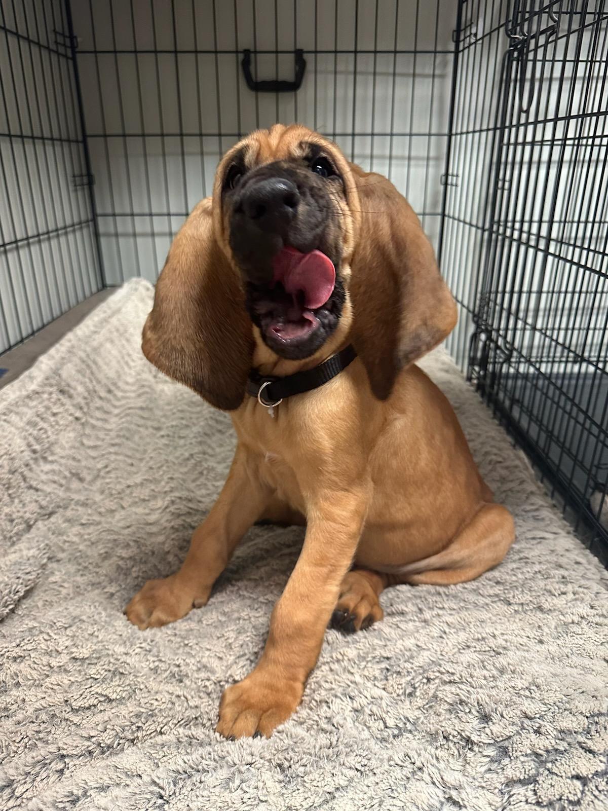Bo as a puppy. (Courtesy of Gastonia Police Department)