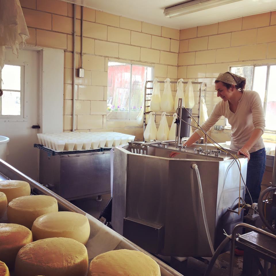 The cheese made at the milkhouse is from heritage cattle breeds that produce high quality milk. (Courtesy of Valley Milkhouse Cheese)