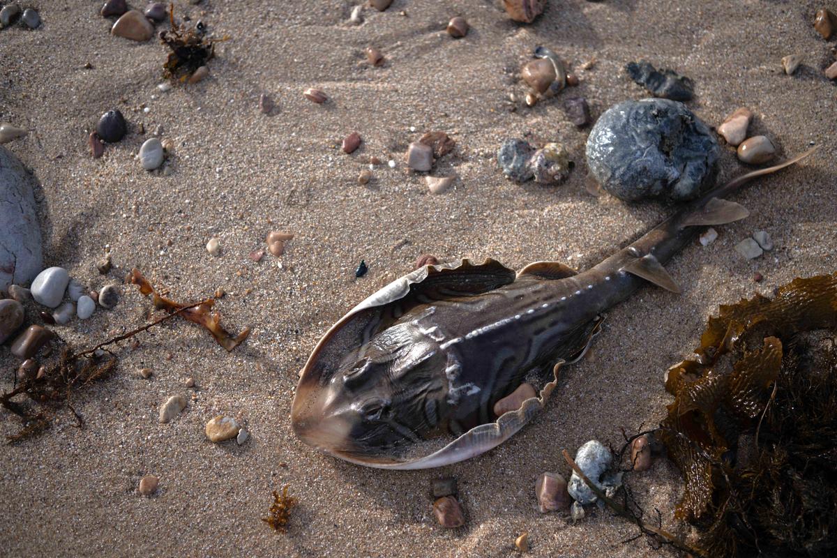 A toxic algal bloom washes dead and dying sea creatures between O'Sullivan Beach and Hallett Cove in Adelaide, Australia on July 12, 2025 (Tracey Nearmy/Getty Images)