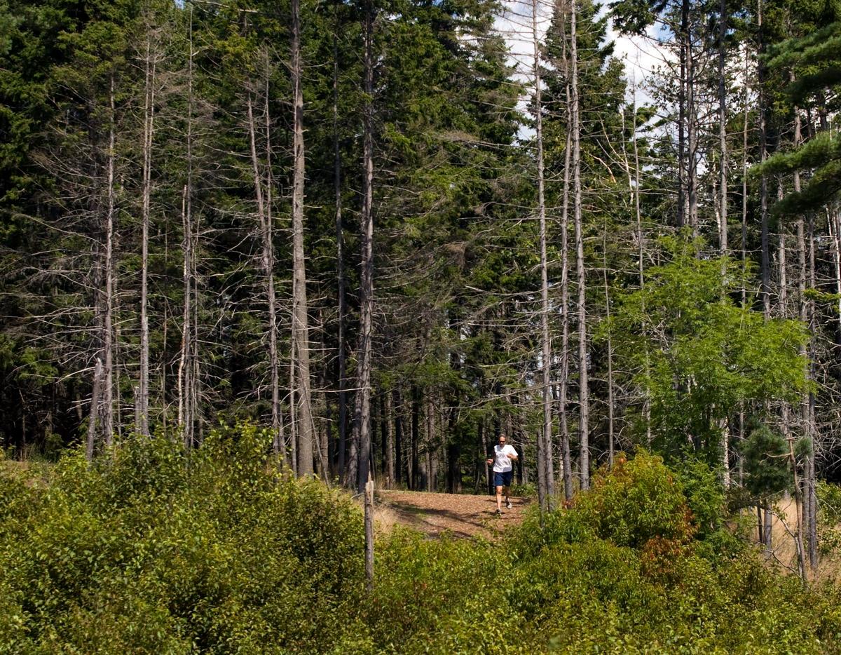 NS Man Files Legal Challenge Against Provincial Forest Ban, $28,000 Fine