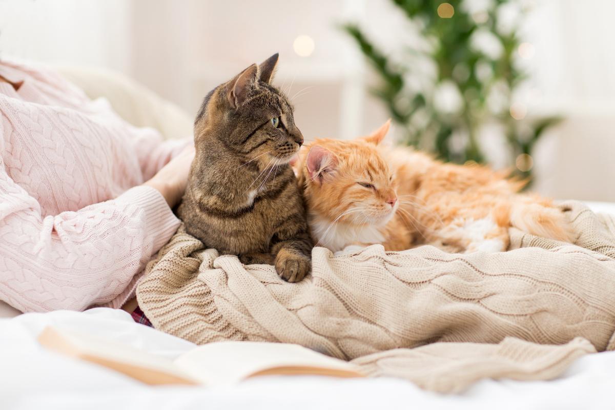 Study Finds Deadly Pathogens in Raw Cat Food Products