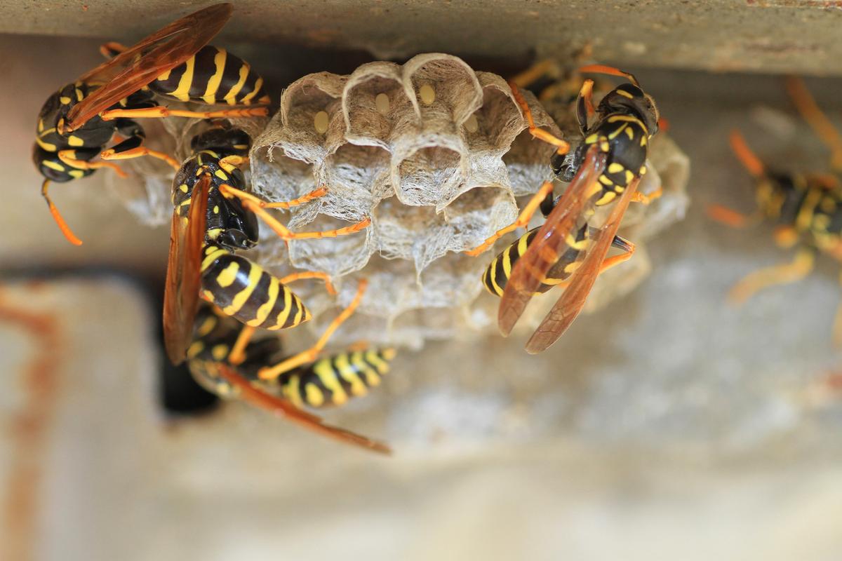 Ask Angi: How Do I Handle Summer Pests?