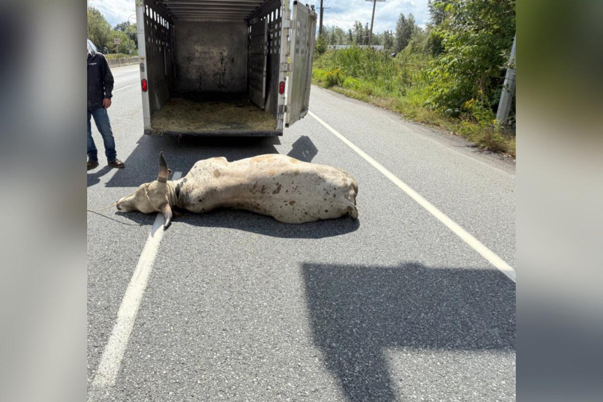 Loose Bull Forces Highway Closure in Abbotsford, BC