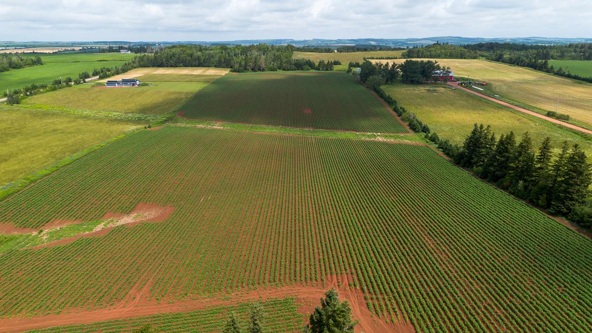Canada’s Foreign Buyer Ban Should Include Our Precious Farmland
