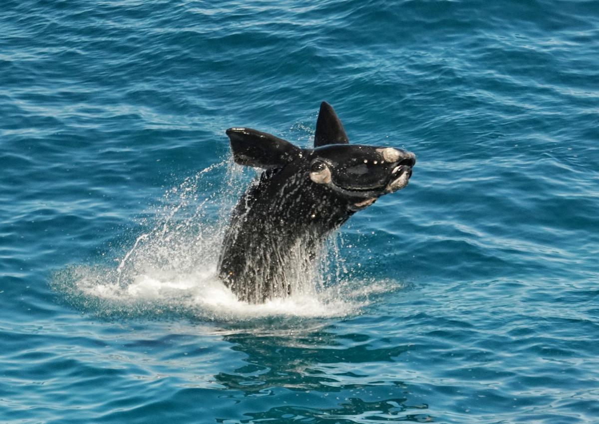 A Whale of a Time: Record Sightings at Season’s Start