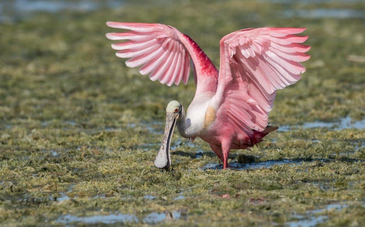 A roseate spoonbill finds its way around Florida's Everglades National Park. (Harry Collins/Dreamstime)