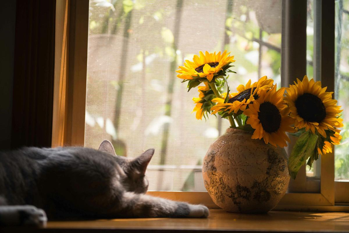 Natural light creates an inviting atmosphere and helps guests or buyers imagine themselves in the space. (Cats Coming/Pexels)