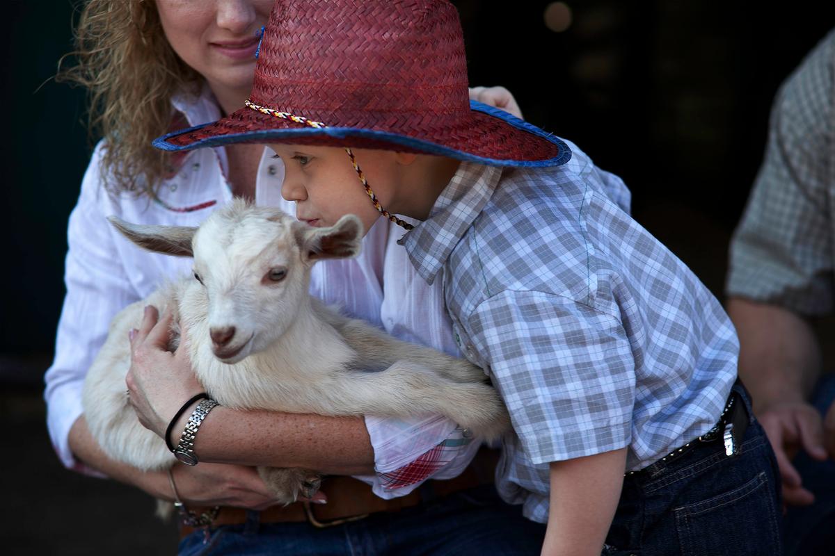 At Westgate's petting farm, kids can meet animals such as goats, ponies, llamas, and peacocks. (Courtesy of Westgate River Ranch Resort & Rodeo)