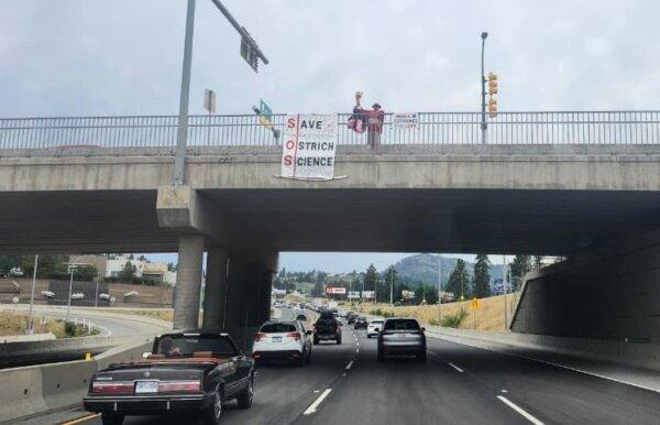 A supporter of saving the farm's ostriches rallies on a bridge over the Okanagan Highway in Kelowna, B.C., on Aug. 27, 2025. (Paul Rowan Brian/The Epoch Times)