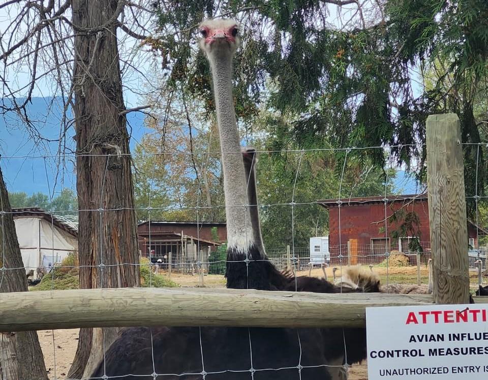BC MP Calls for Testing of Ostriches Before Cull Order Is Enforced