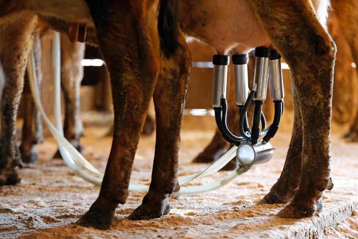Raw Milk Sickens 21 People in Florida Including 6 Children