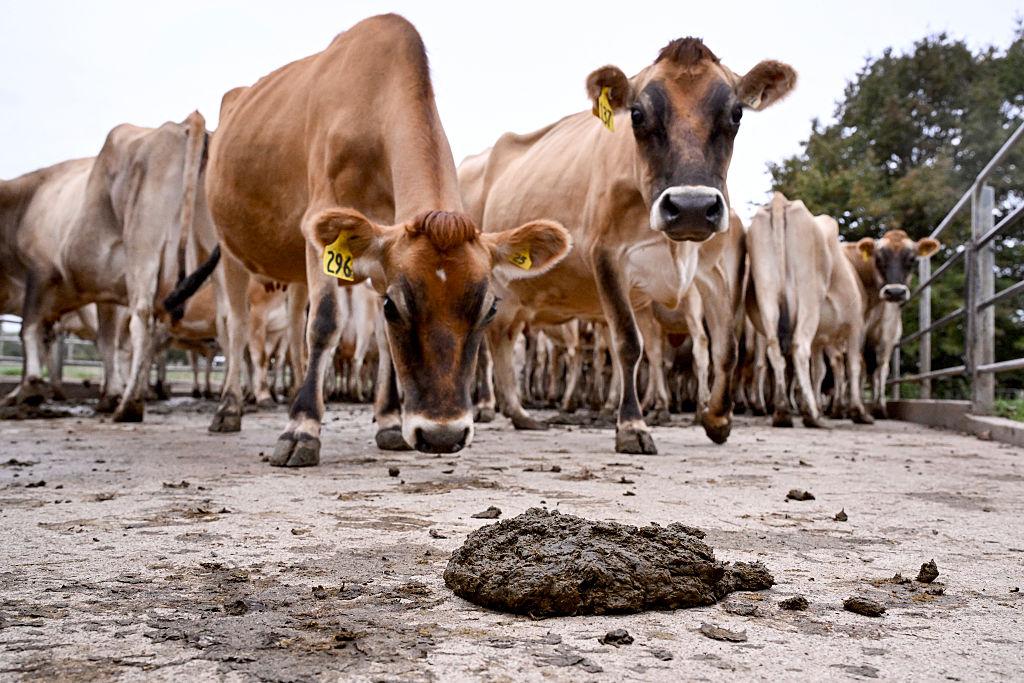 A dairy farm near Cambridge in New Zealand's Waikato region, known for its fertile land and dairy industry on April 3, 2025. (William West/AFP via Getty Images)