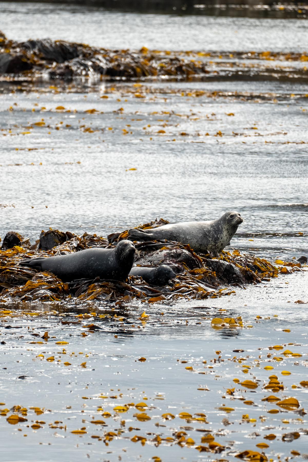 Harbor seals are a common sight in the waters around Sitka, Alaska, where they play a key role in the marine ecosystem. (Holland America Line)